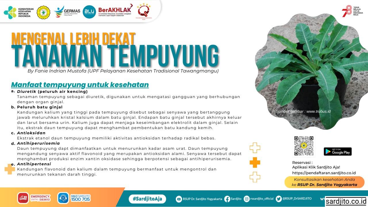 Mengenal lebih dekat tanaman tempuyung